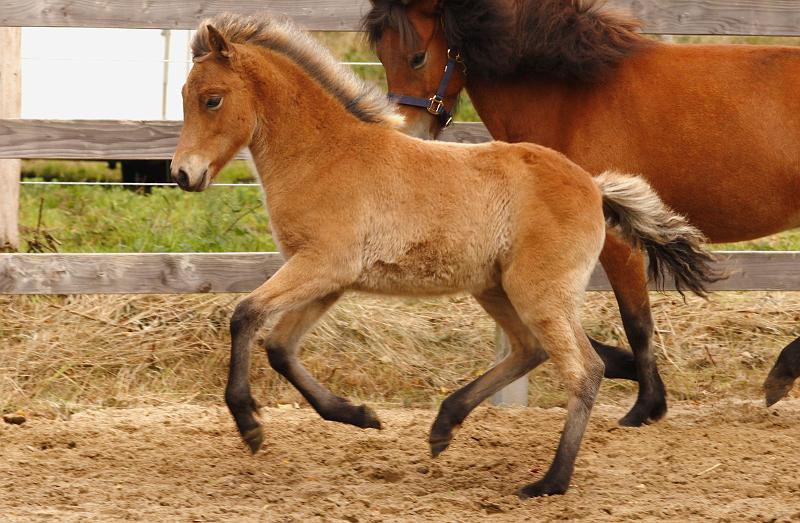 Gina von Heidmoor g.jpg